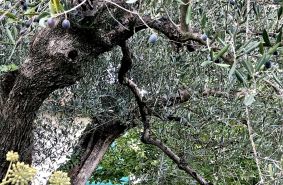 Birello Immobiliare