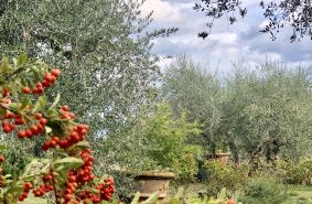 Birello Immobiliare