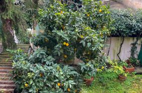 Birello Immobiliare